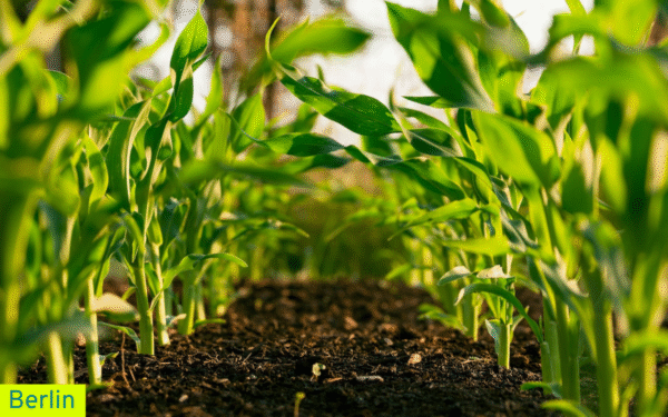 Kultivierung von Vertrauen