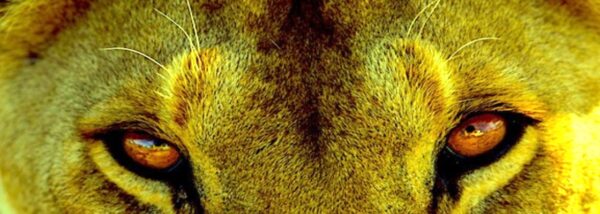 Die Sieben Muskeln der Selbstorganisation