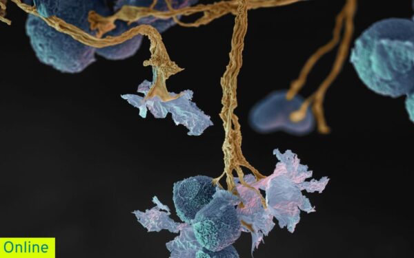 Infoabend Selbst: Organisations: Entwicklung