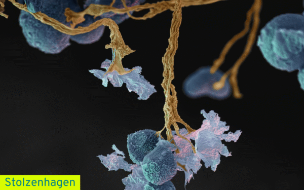 Selbst: Organisations: Entwicklung